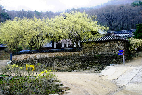 송광사 경내에 만개한 산수유와 개나리 